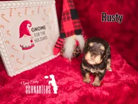 Rusty, a male Miniature Schnauzer for sale in Vinita, OK – Photo 3 of 8