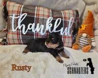 Rusty, a male Miniature Schnauzer for sale in Vinita, OK – Photo 7 of 8