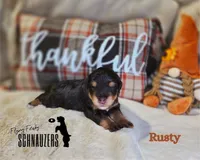 Rusty, a male Miniature Schnauzer for sale in Vinita, OK – Photo 6 of 8