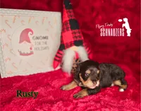 Rusty, a male Miniature Schnauzer for sale in Vinita, OK – Photo 1 of 8