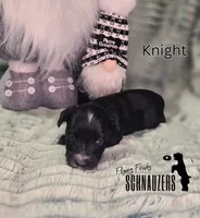 Knight, a male Miniature Schnauzer for sale in Vinita, OK – Photo 4 of 6