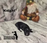 Knight, a male Miniature Schnauzer for sale in Vinita, OK – Photo 6 of 6