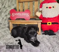 Knight, a male Miniature Schnauzer for sale in Vinita, OK – Photo 2 of 6