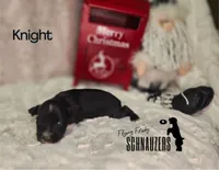 Knight, a male Miniature Schnauzer for sale in Vinita, OK – Photo 5 of 6