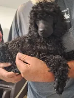 Shadow queen, a female Poodle - Standard  for sale in Marble Hill, MO – 2 of 3