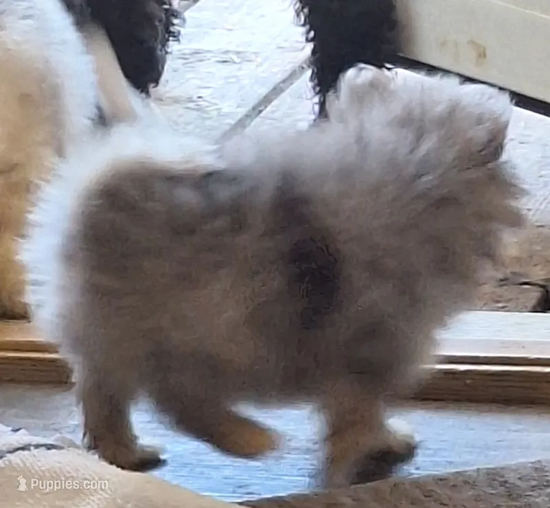 Baby blue – Pomeranian puppy for sale in Marble Hill, MO