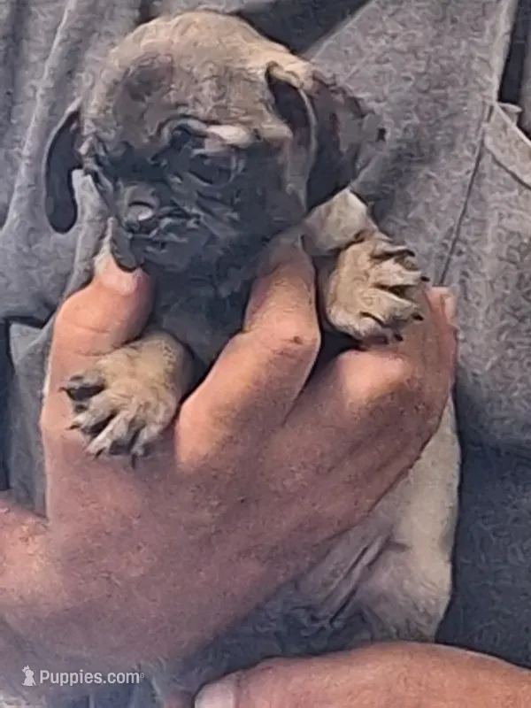 Brenda – Pug puppy for sale in Marble Hill, MO