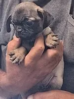 Brenda, a female Pug for sale in Marble Hill, MO – 1 of 2