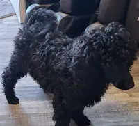 Shadow queen, a female Poodle - Standard  for sale in Marble Hill, MO – 1 of 3
