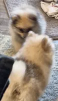 Fluff, a male Pomeranian for sale in Marble Hill, MO – 2 of 2
