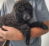 Shadow queen, a female Poodle - Standard  for sale in Marble Hill, MO – 3 of 3