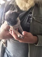 Mr pug , a male Pug for sale in Marble Hill, MO – 2 of 2