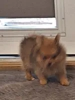 Fluff, a male Pomeranian for sale in Marble Hill, MO – 1 of 2