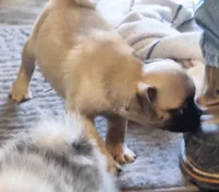 Brenda, a female Pug for sale in Marble Hill, MO – 2 of 2
