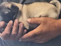 Mr pug , a male Pug for sale in Marble Hill, MO – 1 of 2