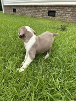 Patrick, a female Olde English Bulldogge for sale in Bay Minette, AL – 2 of 4
