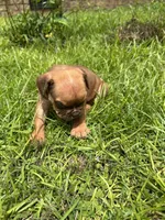Hank, a male Olde English Bulldogge for sale in Bay Minette, AL – 3 of 4