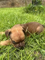 Hank, a male Olde English Bulldogge for sale in Bay Minette, AL – 4 of 4