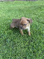 Hank, a female Olde English Bulldogge for sale in Bay Minette, AL – 4 of 5