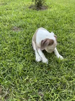 Patrick, a female Olde English Bulldogge for sale in Bay Minette, AL – 2 of 3