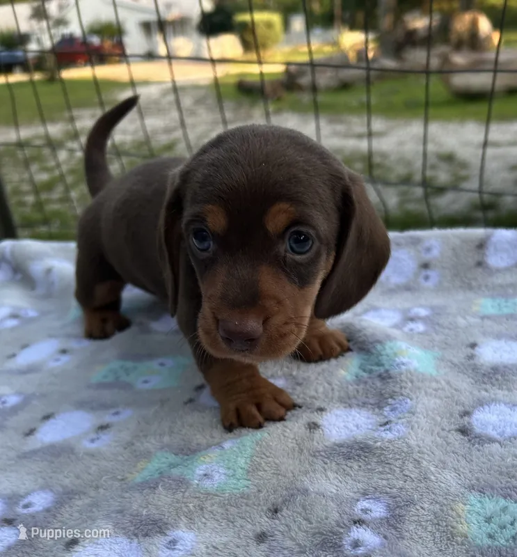 Scooter  – Miniature Dachshund puppy for sale in Bay Minette, AL