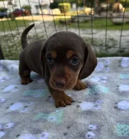 Scooter , a male Miniature Dachshund for sale in Bay Minette, AL – 1 of 3