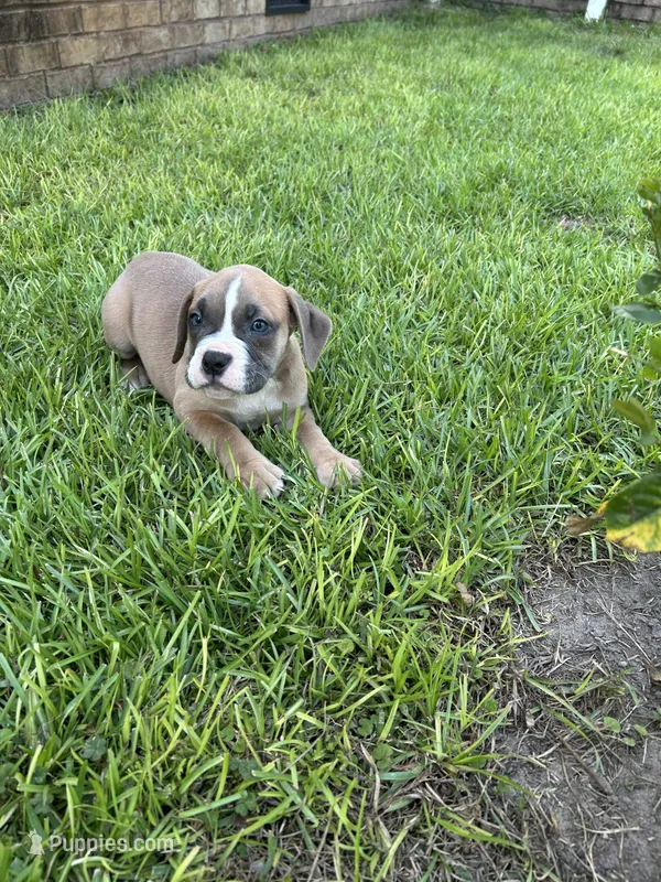 Holly – Olde English Bulldogge puppy for sale in Bay Minette, AL