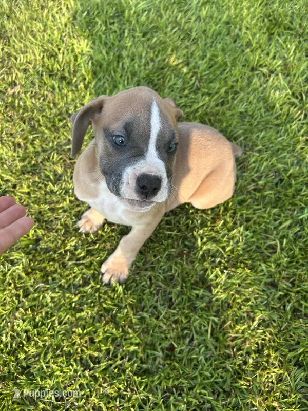 Holly – Olde English Bulldogge puppy for sale in Bay Minette, AL