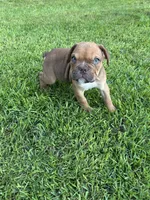 Hank, a female Olde English Bulldogge for sale in Bay Minette, AL – 3 of 5