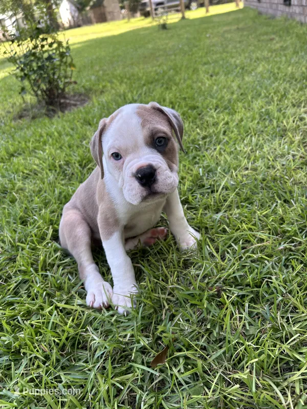 Patrick – Olde English Bulldogge puppy for sale in Bay Minette, AL