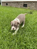Patrick, a female Olde English Bulldogge for sale in Bay Minette, AL – 4 of 4