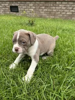 Patrick, a female Olde English Bulldogge for sale in Bay Minette, AL – 3 of 4