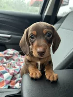 Scooter , a male Miniature Dachshund for sale in Bay Minette, AL – 2 of 2