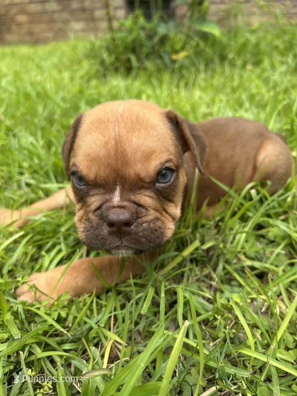 Hank – Olde English Bulldogge puppy for sale in Bay Minette, AL