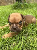 Hank, a male Olde English Bulldogge for sale in Bay Minette, AL – 1 of 4
