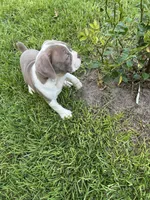 Zoe, a female Olde English Bulldogge for sale in Bay Minette, AL – 2 of 4