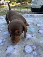 Scooter , a male Miniature Dachshund for sale in Bay Minette, AL – 2 of 3