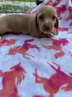 Chloe, a female Miniature Dachshund for sale in Bay Minette, AL – 2 of 3