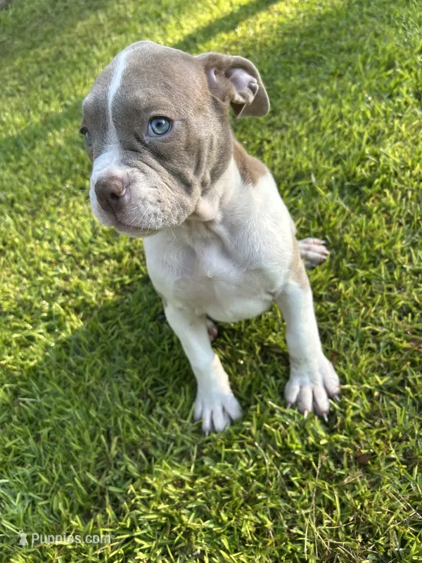 Zoe – Olde English Bulldogge puppy for sale in Bay Minette, AL
