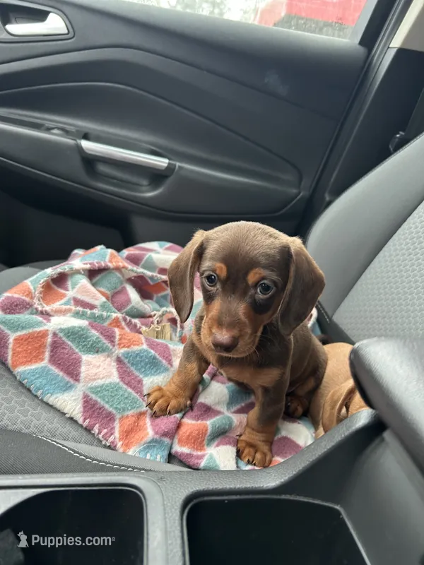 Scooter  – Miniature Dachshund puppy for sale in Bay Minette, AL