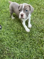 Zoe, a female Olde English Bulldogge for sale in Bay Minette, AL – 3 of 4