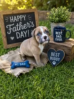 Rocky , a female Olde English Bulldogge for sale in Bay Minette, AL – 1 of 4