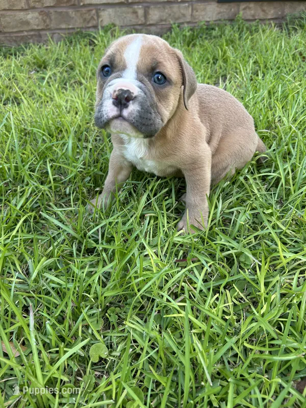 Holly – Olde English Bulldogge puppy for sale in Bay Minette, AL