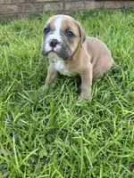 Holly, a female Olde English Bulldogge for sale in Bay Minette, AL – 1 of 3
