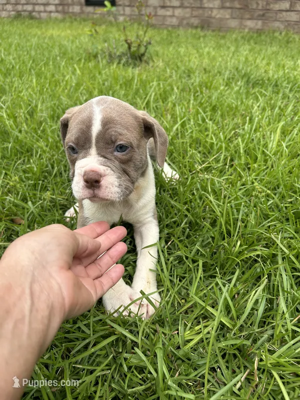 Patrick – Olde English Bulldogge puppy for sale in Bay Minette, AL