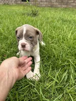 Patrick, a female Olde English Bulldogge for sale in Bay Minette, AL – 1 of 4