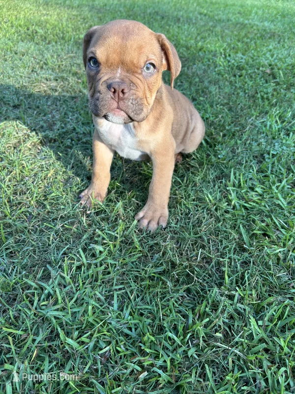Hank – Olde English Bulldogge puppy for sale in Bay Minette, AL