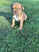 Hank, a female Olde English Bulldogge for sale in Bay Minette, AL – 1 of 5