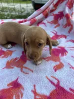 Chloe, a female Miniature Dachshund for sale in Bay Minette, AL – 3 of 3