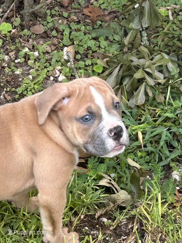 Rocky  – Olde English Bulldogge puppy for sale in Bay Minette, AL